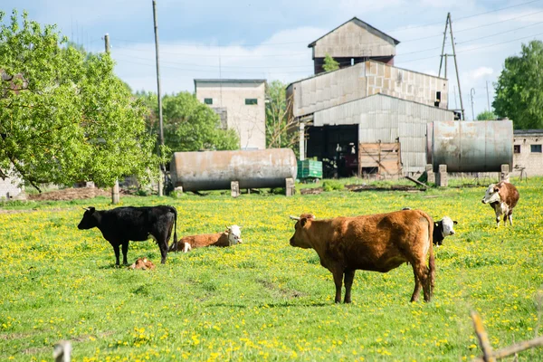 Farm cows resting in the meadow near farm — Stock Photo, Image