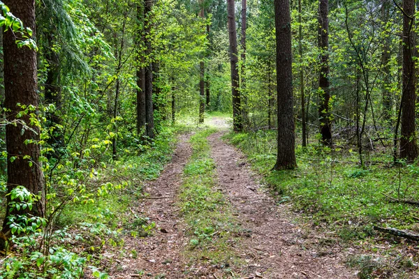 Camino vacío en el bosque — Foto de Stock