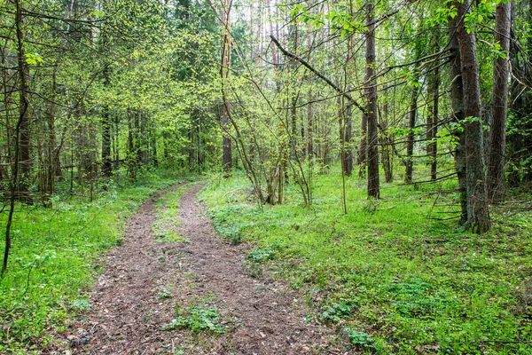 Camino vacío en el bosque — Foto de Stock
