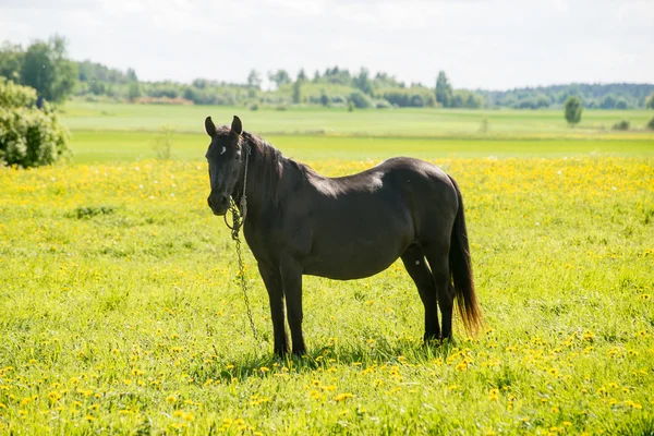 Svart häst vilar på ängen nära gård — Stockfoto