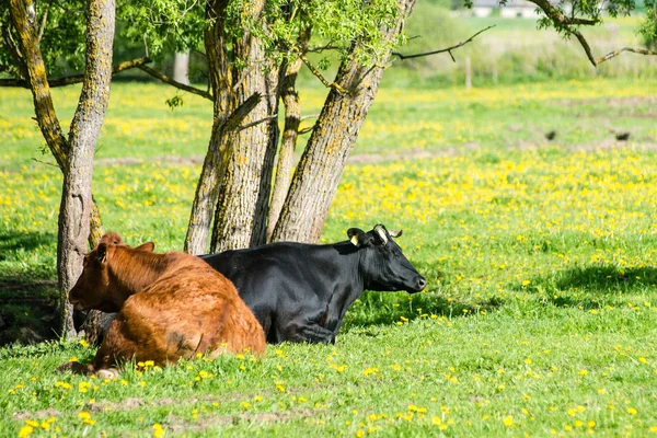 Farm cows resting in the meadow near farm — Stock Photo, Image