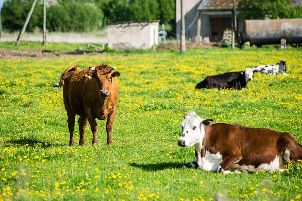 Farm cows resting in the meadow near farm — Stock Photo, Image