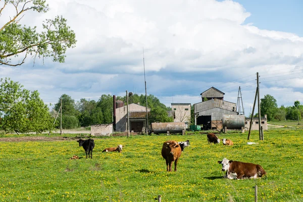 Farm cows resting in the meadow near farm — Stock Photo, Image