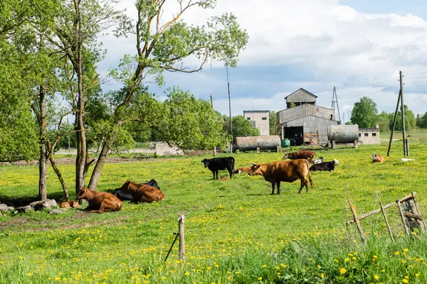 Farm cows resting in the meadow near farm — Stock Photo, Image