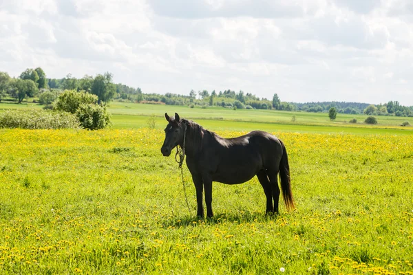 Schwarzes Pferd ruht auf der Weide in der Nähe von Bauernhof — Stockfoto