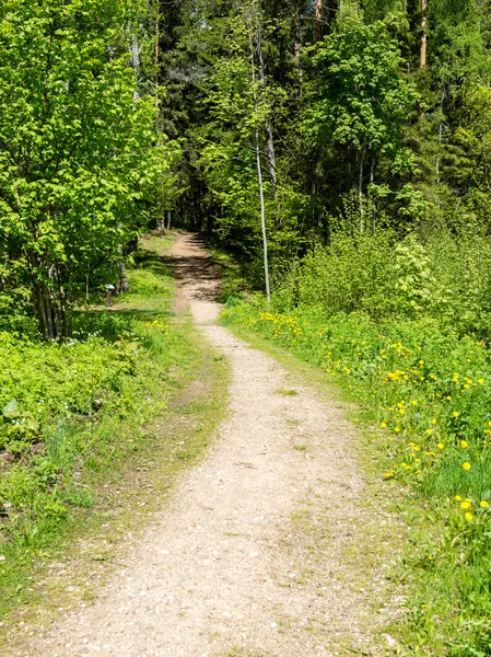 森林里空荡荡的道路 — 图库照片