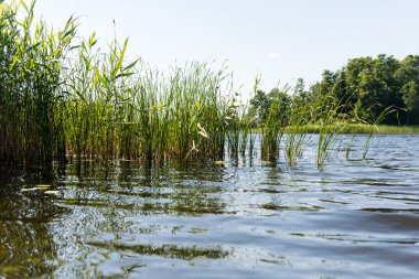 Sakin göl kenarında simetrik yansımalar