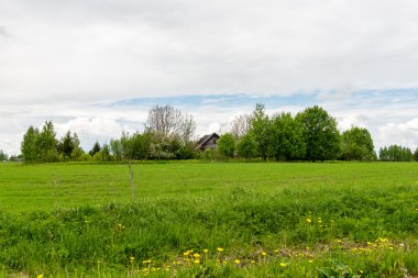 Yaz aylarında mavi gökyüzü altında güzel yeşil alanlar
