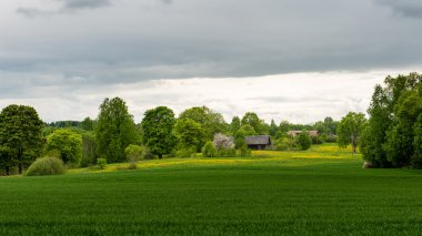 Yaz aylarında mavi gökyüzü altında güzel yeşil alanlar