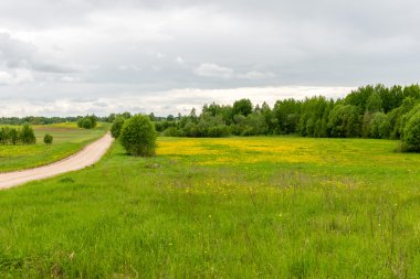 Yaz aylarında mavi gökyüzü altında güzel yeşil alanlar