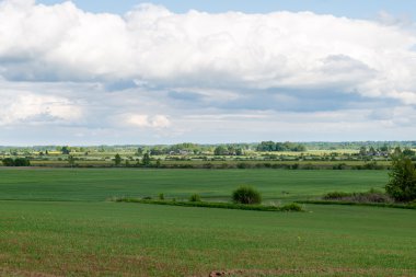 Yaz aylarında mavi gökyüzü altında güzel yeşil alanlar
