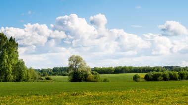Yaz aylarında mavi gökyüzü altında güzel yeşil alanlar