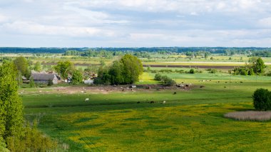 Yaz aylarında mavi gökyüzü altında güzel yeşil alanlar