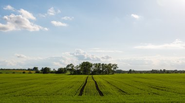 Yaz aylarında mavi gökyüzü altında güzel yeşil alanlar