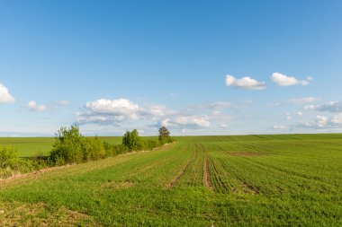 Yaz aylarında mavi gökyüzü altında güzel yeşil alanlar