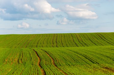 Yaz aylarında mavi gökyüzü altında güzel yeşil alanlar