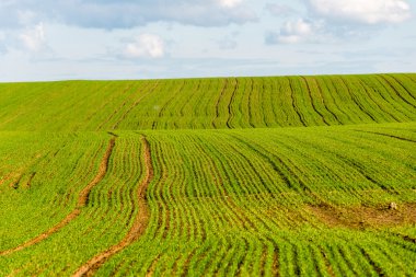 Yaz aylarında mavi gökyüzü altında güzel yeşil alanlar