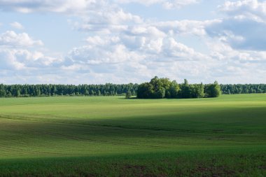 Yaz aylarında mavi gökyüzü altında güzel yeşil alanlar