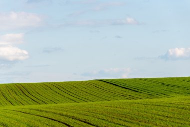 Yaz aylarında mavi gökyüzü altında güzel yeşil alanlar