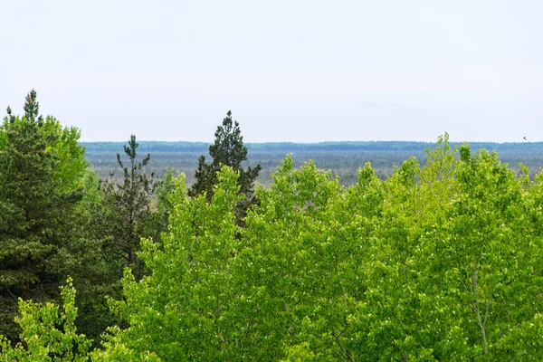 Vackra gröna fält under blå himmel i sommar — Stockfoto