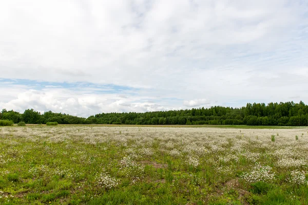 Beautiful green fields under blue sky in summer — Stock Photo, Image