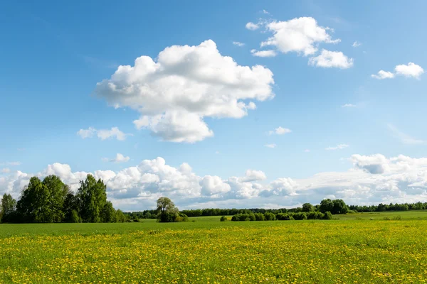 Beaux champs verts sous le ciel bleu en été — Photo