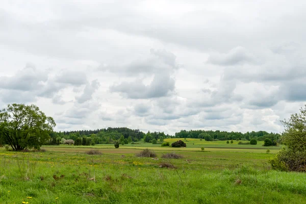 Prachtige groene velden onder blauwe hemel in de zomer — Stockfoto