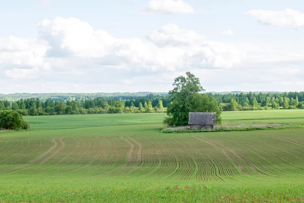 Beaux champs verts sous le ciel bleu en été — Photo