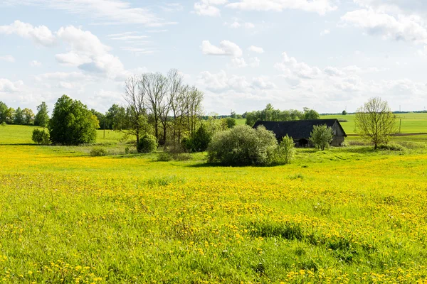 Beautiful green fields under blue sky in summer — Stock Photo, Image