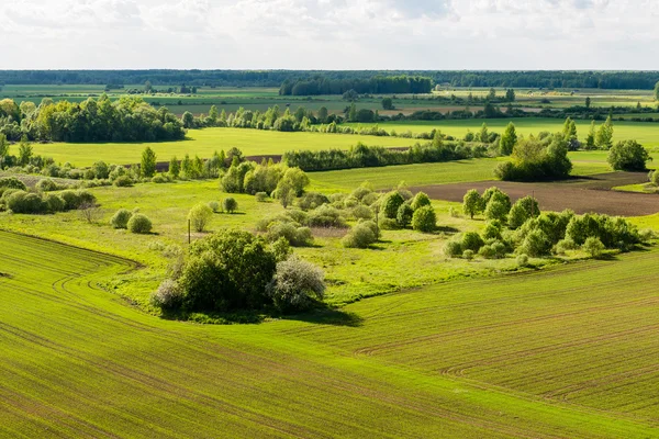 Beautiful green fields under blue sky in summer — Stock Photo, Image