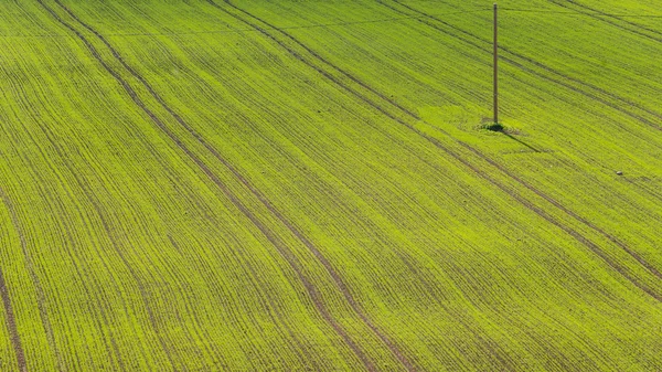 Schöne grüne Wiesen unter blauem Himmel im Sommer — Stockfoto