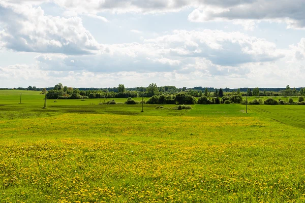 Beautiful green fields under blue sky in summer — Stock Photo, Image