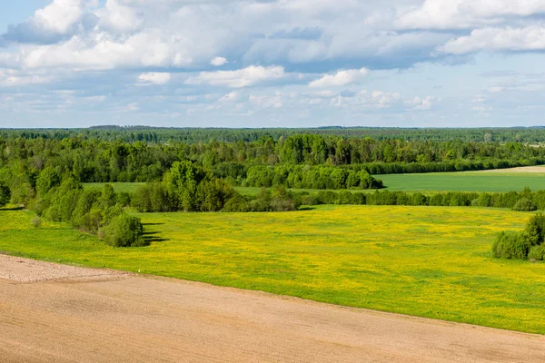 Schöne grüne Wiesen unter blauem Himmel im Sommer — Stockfoto