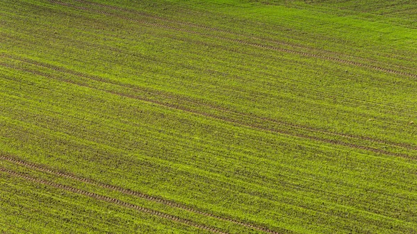 Belos campos verdes sob o céu azul no verão — Fotografia de Stock