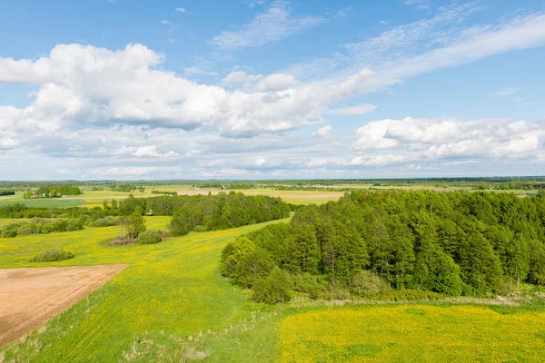 Vackra gröna fält under blå himmel i sommar — Stockfoto