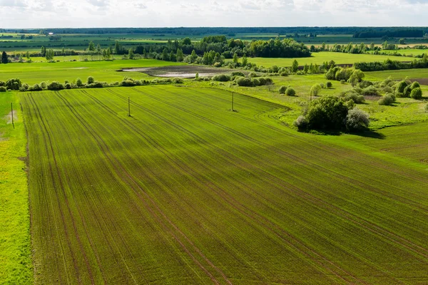 Beautiful green fields under blue sky in summer — Stock Photo, Image