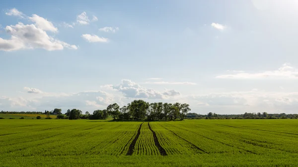 Piękne zielone pola pod błękitne niebo latem — Zdjęcie stockowe