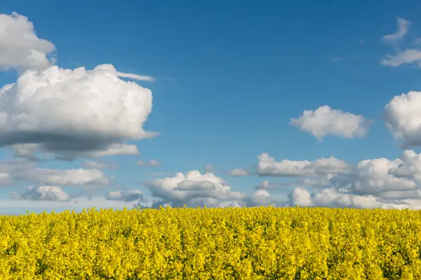 Rapsfält i land under blå himmel med vita moln — Stockfoto