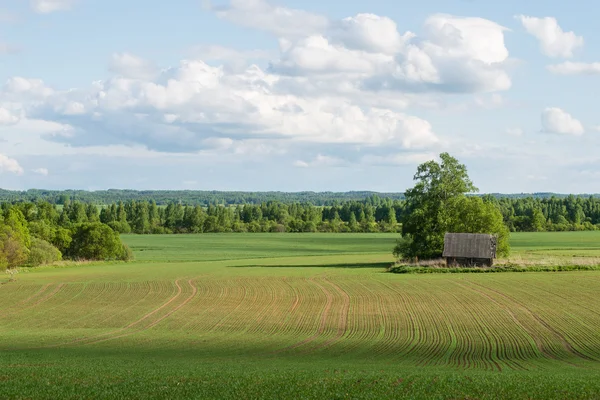 Prachtige groene velden onder blauwe hemel in de zomer — Stockfoto