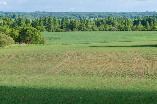 Piękne zielone pola pod błękitne niebo latem — Zdjęcie stockowe