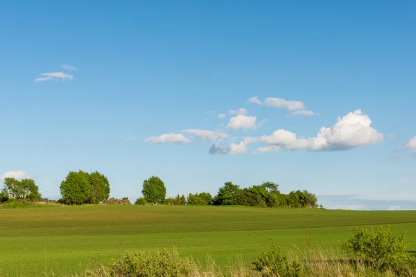 Schöne grüne Wiesen unter blauem Himmel im Sommer — Stockfoto