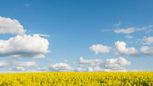 Rapsfält i land under blå himmel med vita moln — Stockfoto