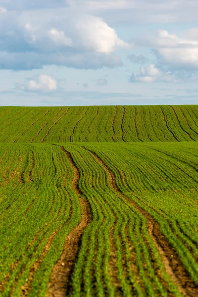 Beaux champs verts sous le ciel bleu en été — Photo