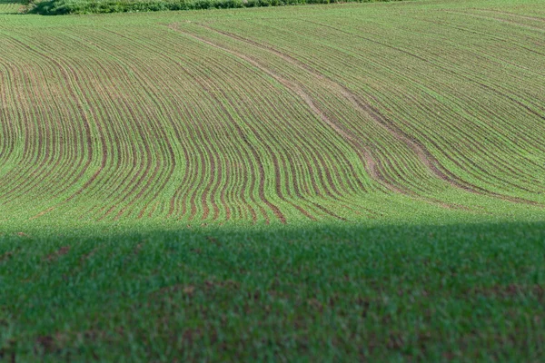 Belos campos verdes sob o céu azul no verão — Fotografia de Stock