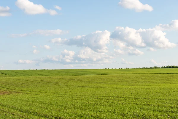 Beaux champs verts sous le ciel bleu en été — Photo