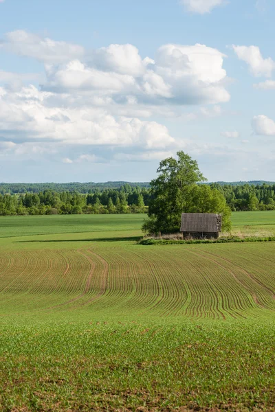 Belos campos verdes sob o céu azul no verão — Fotografia de Stock