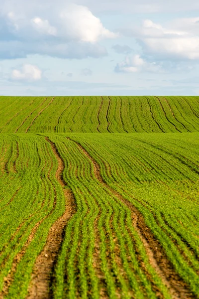 Beautiful green fields under blue sky in summer — Stock Photo, Image