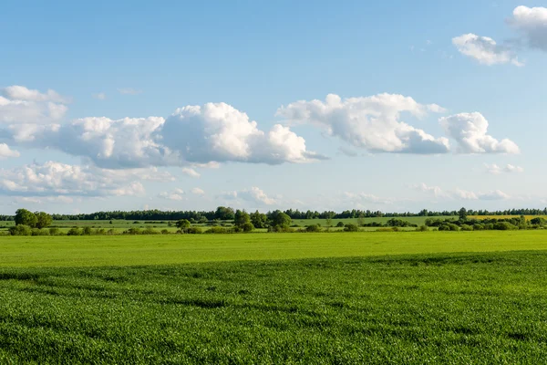 Beaux champs verts sous le ciel bleu en été — Photo