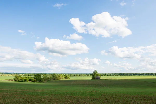 Beautiful green fields under blue sky in summer — Stock Photo, Image