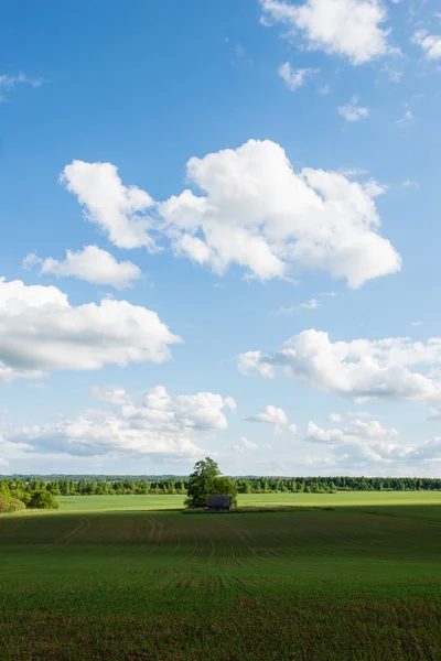 Prachtige groene velden onder blauwe hemel in de zomer — Stockfoto